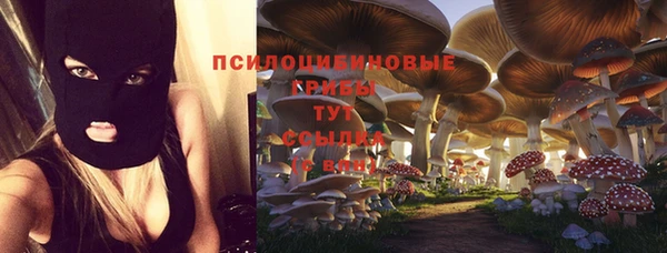 дмт Богданович